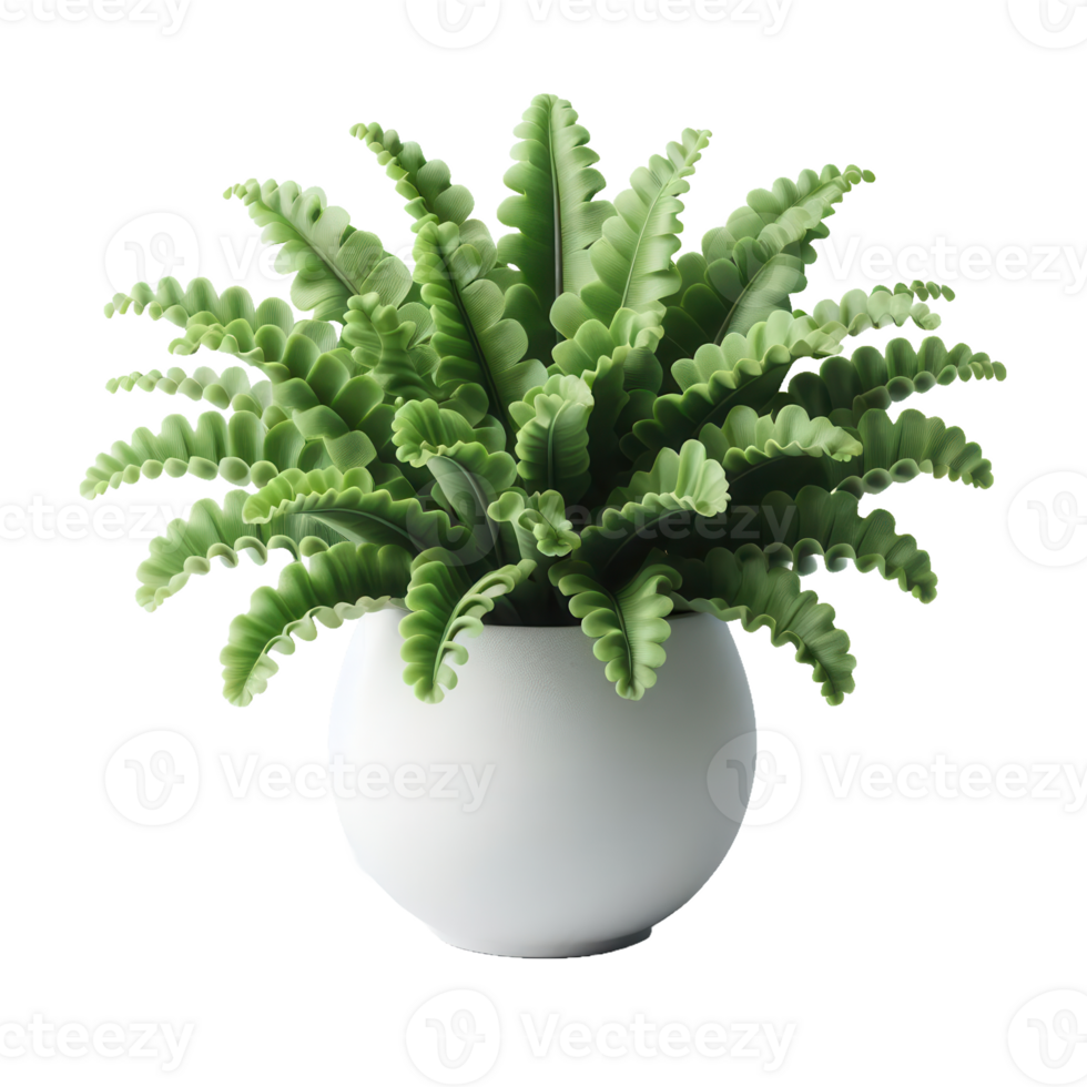 A fern plant in a white pot png