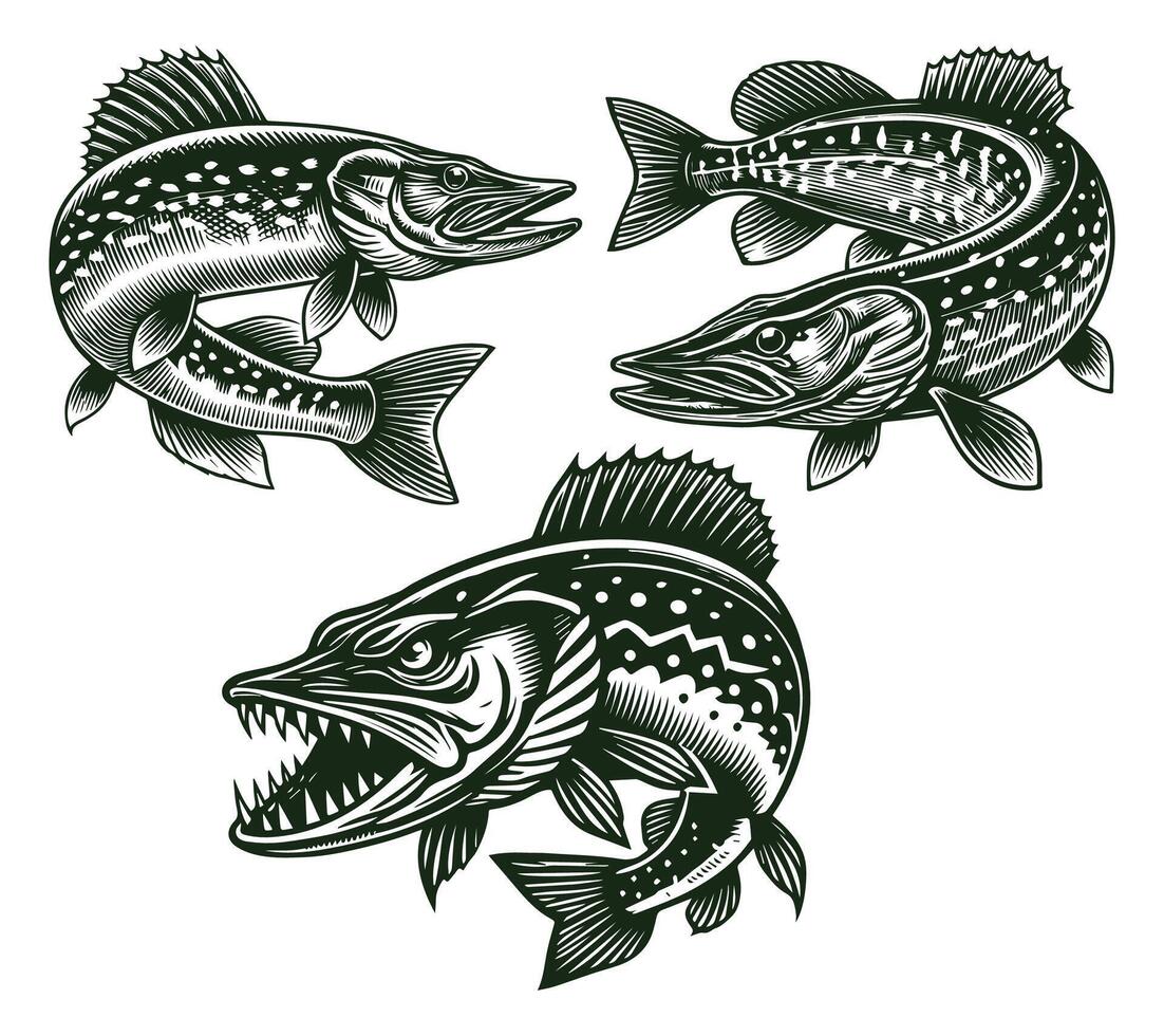 Northern Pike Fish Illustration Design vector