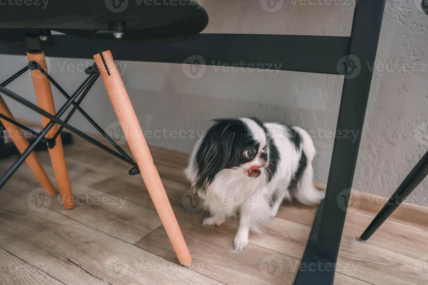 small black and white japanese chin dog under black dining table with wooden legs on a light wooden floor, looking sideways with tongue out, pet life, home comfort, interior photography photo