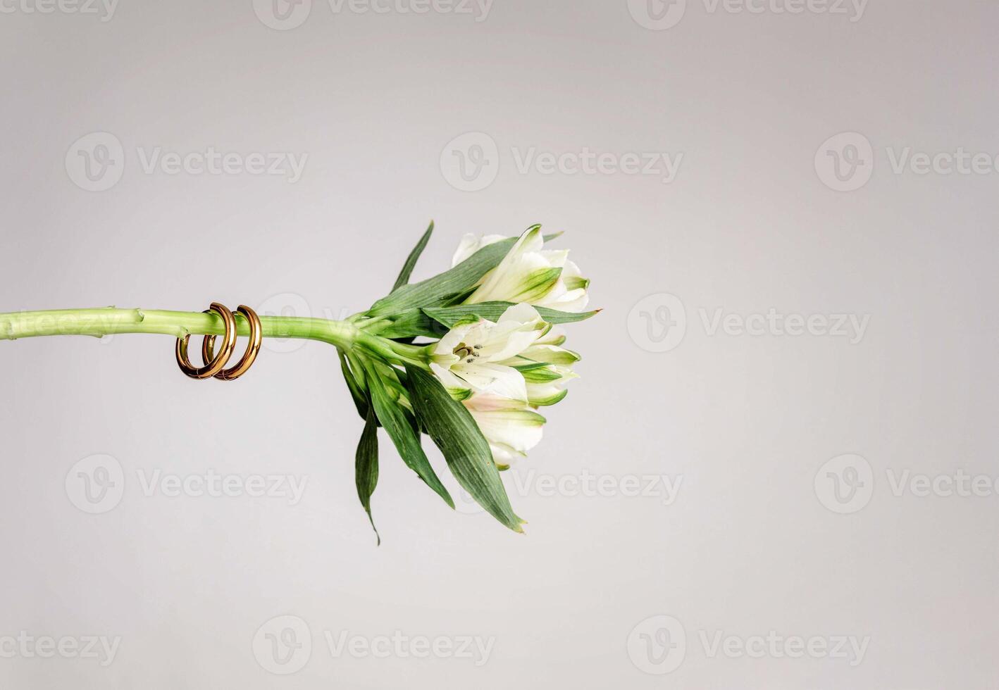 gold hoop earrings on delicate green flower stem with soft white petals, minimalist romantic composition, elegance, beauty, and accessory styling for florist, jewelry brand, fashion studio photo