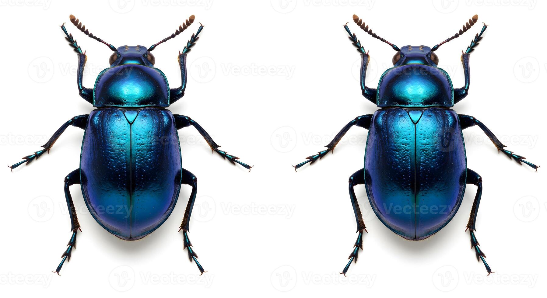 Symmetrical iridescent beetles on a white canvas, showcasing nature's captivating colors photo