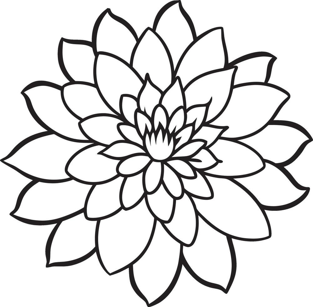 chrysanthemum flower line art vector