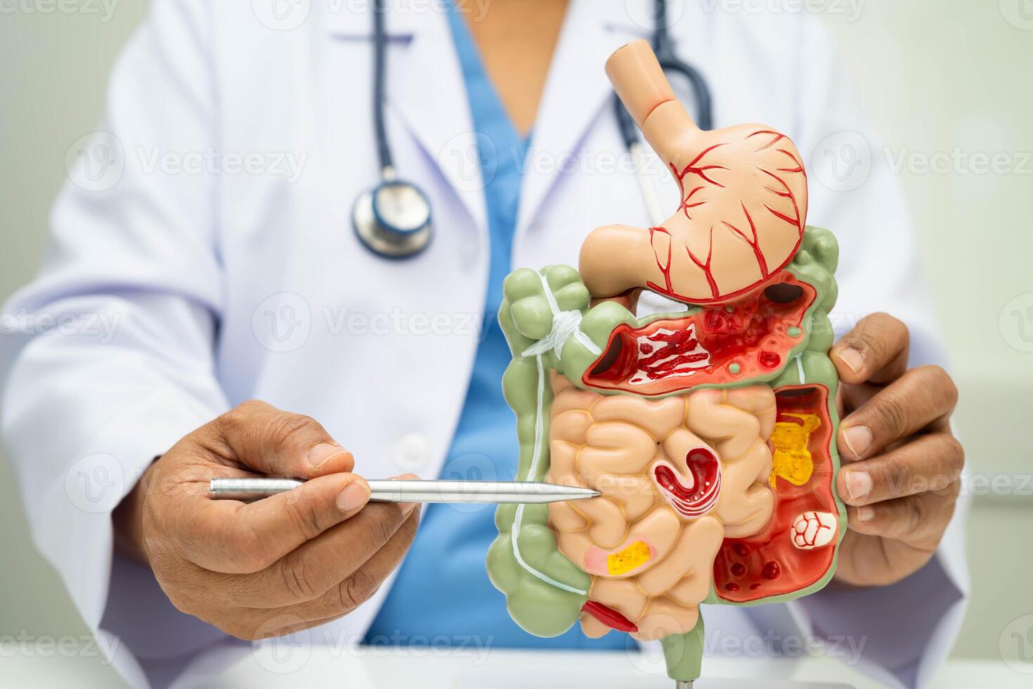 Digestive system with stomach and intestine, Asian doctor photo
