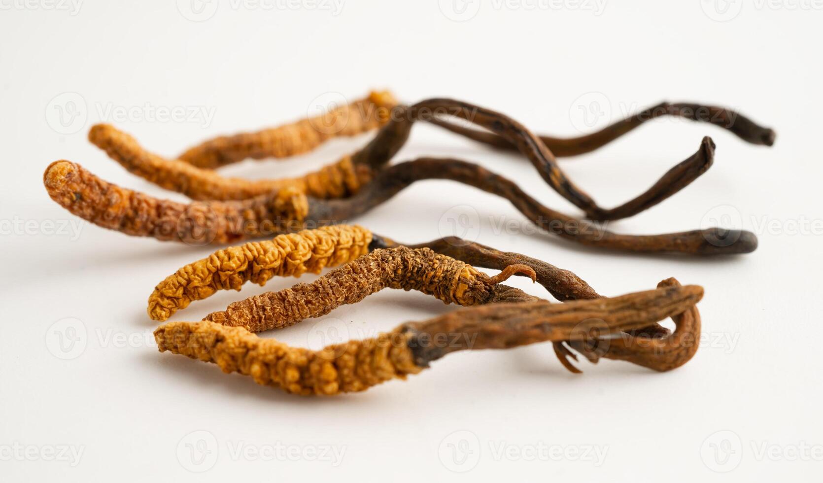 Cordyceps sinensis or Ophiocordyceps sinensis photo