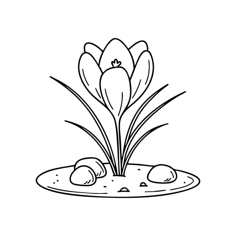 A saffron crocus growing on dry rocky soil in a quiet field vector