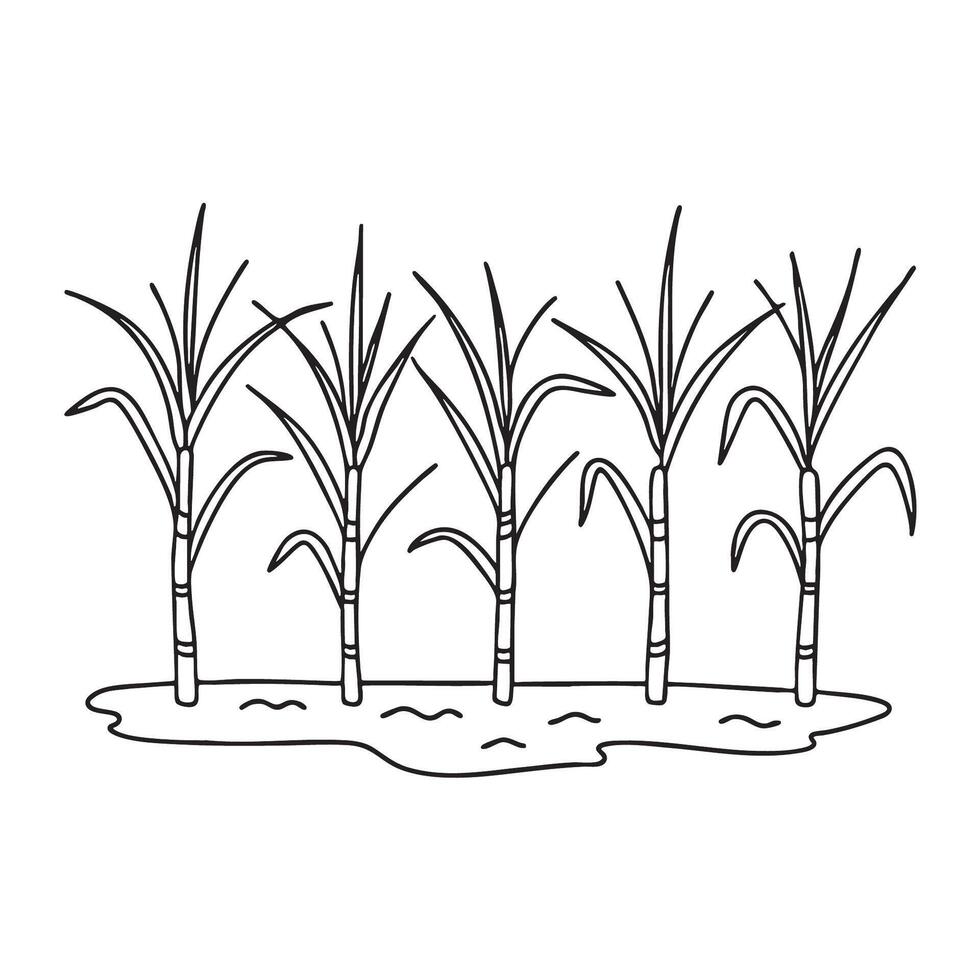 A row of tall sugarcane plants growing in a muddy field vector