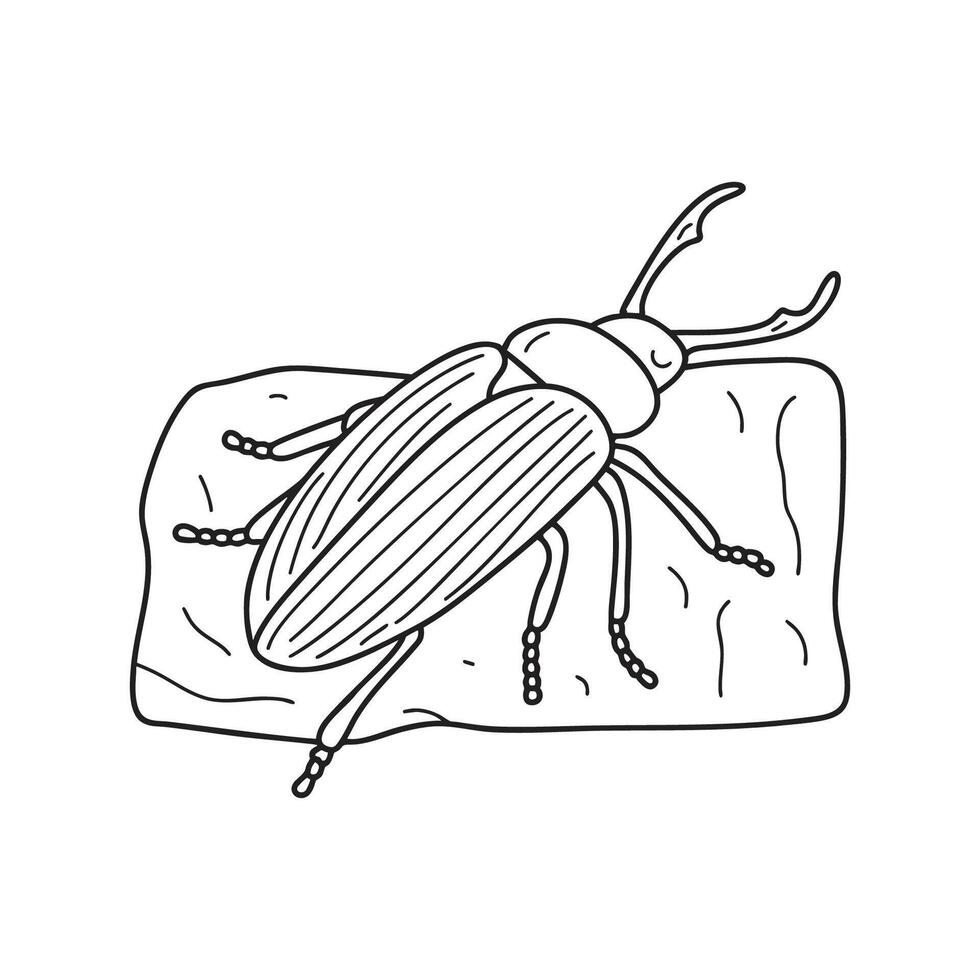 A snout beetle sitting still on a stone surface vector