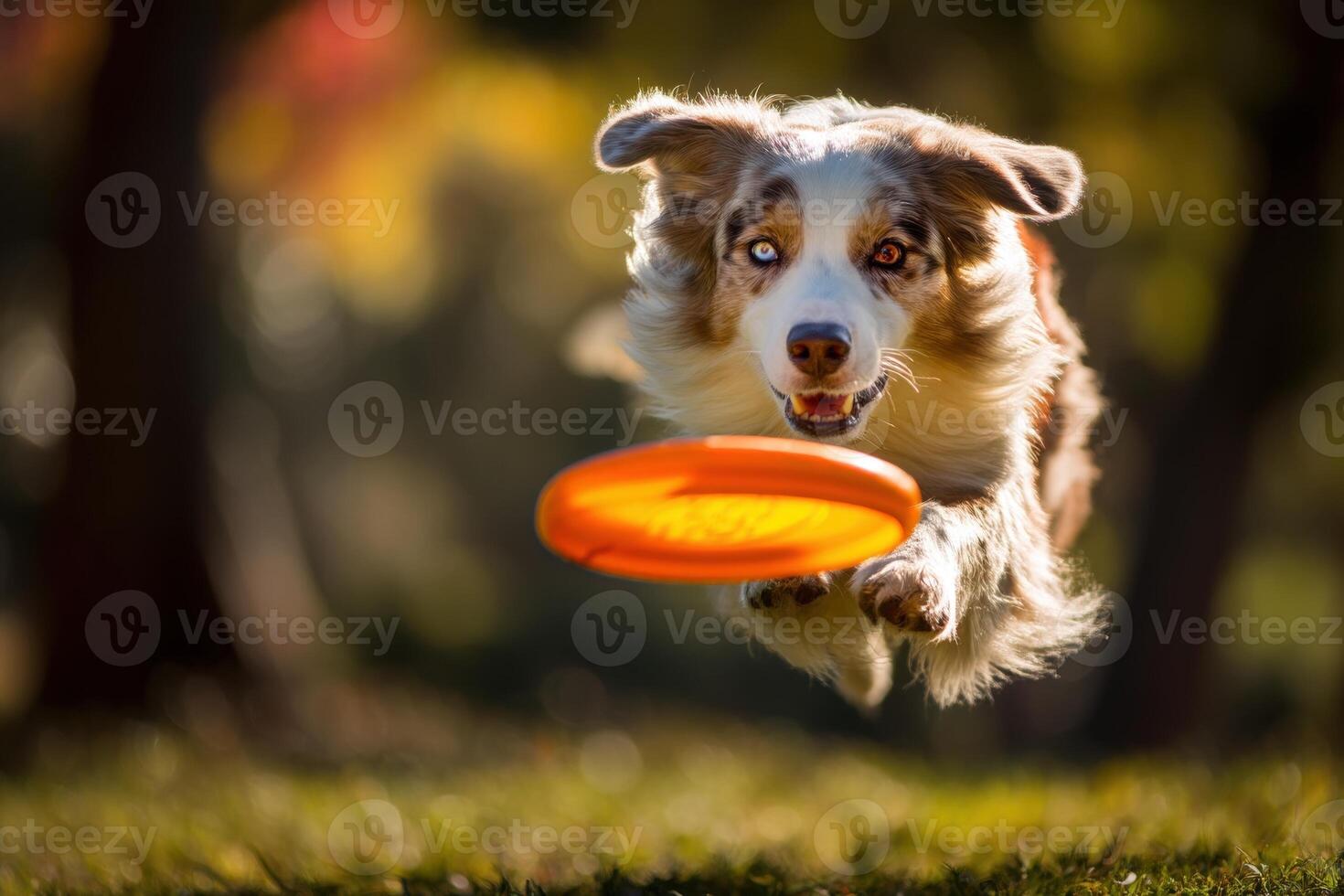 Energetic dog leaping mid-air with ears flapping, intensely focused on an orange frisbee in an autumn setting, with blurred trees in the background for added motion effect photo