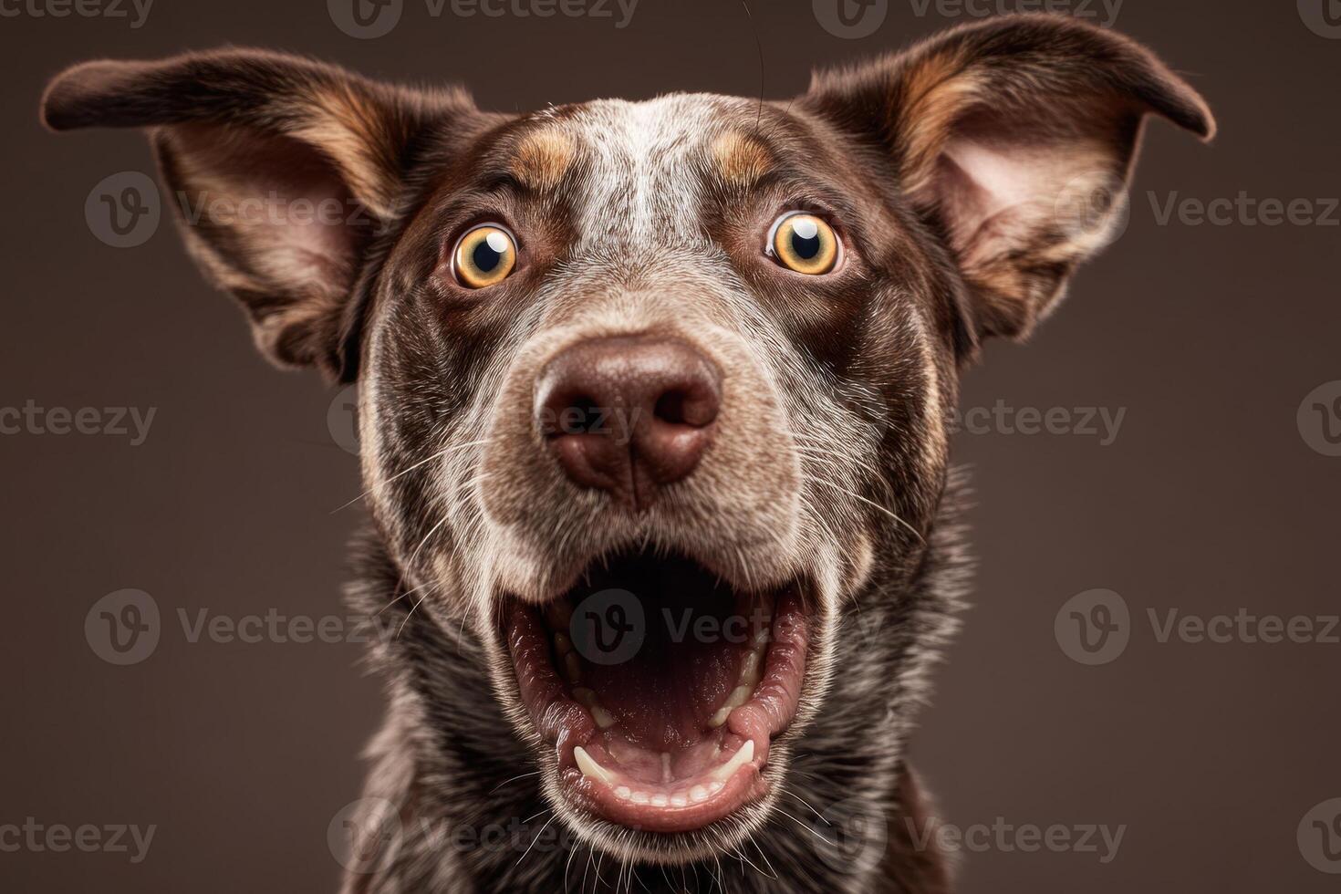 Surprised dog with brown and white fur, ears perked up, wide eyes, and open mouth. The dog's facial expression is animated, capturing attention and curiosity with expressive features photo