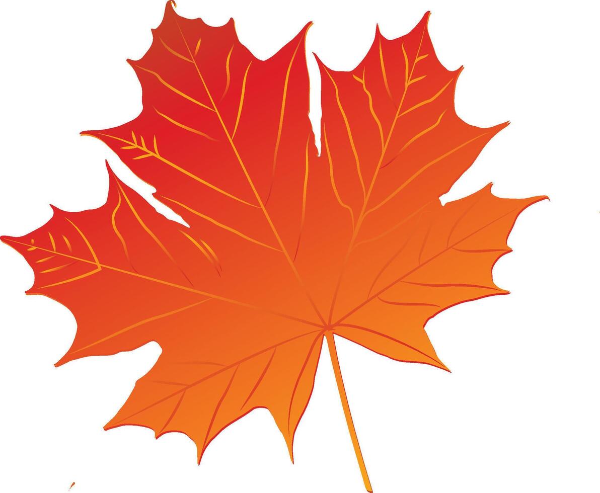 Single maple leaf with intricate details on white background, texture, leaf detail vector