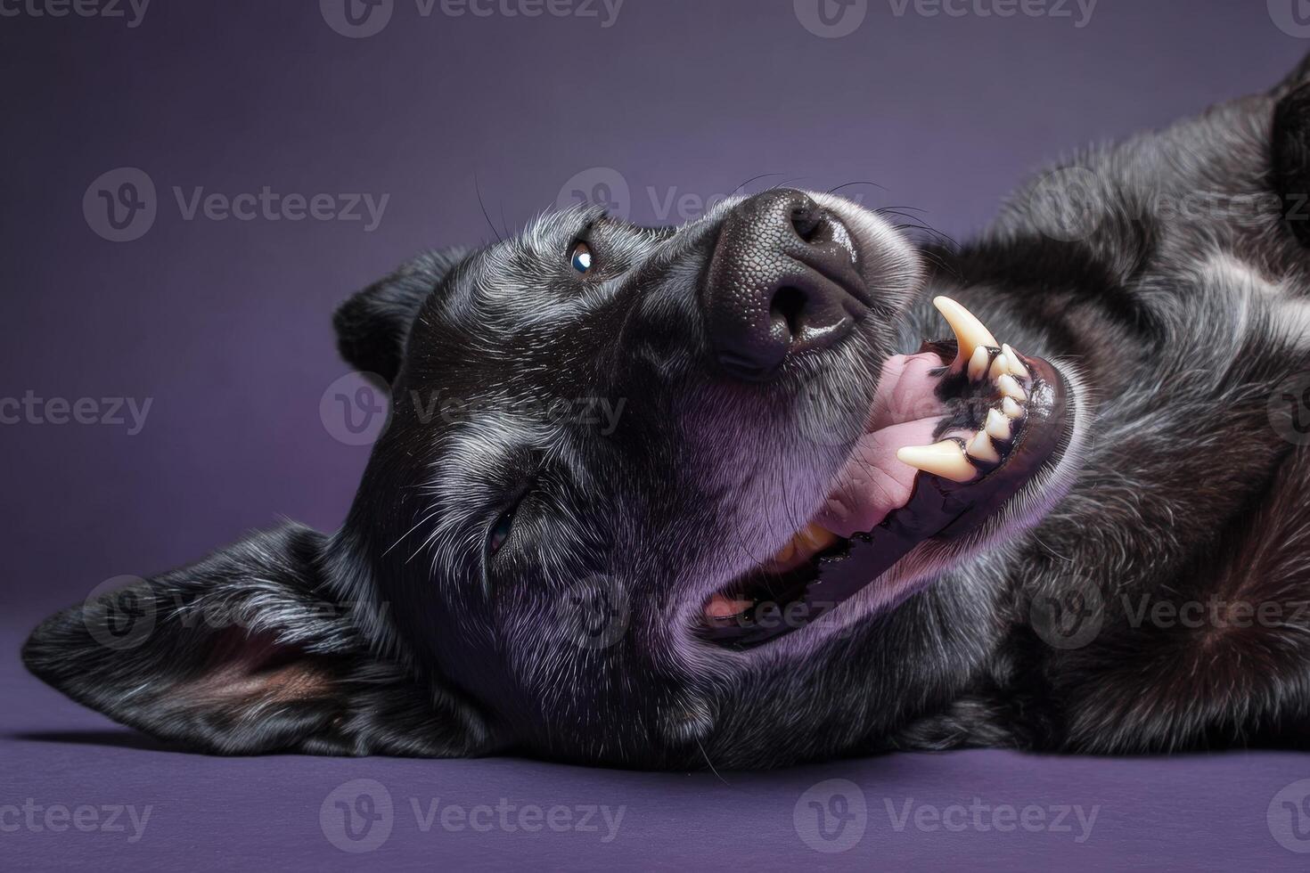 A black dog lies on its side with an open mouth, showing teeth and a joyful expression. The fur shows hints of gray, suggesting age. Ears are perked and eyes are expressive, adding charm photo