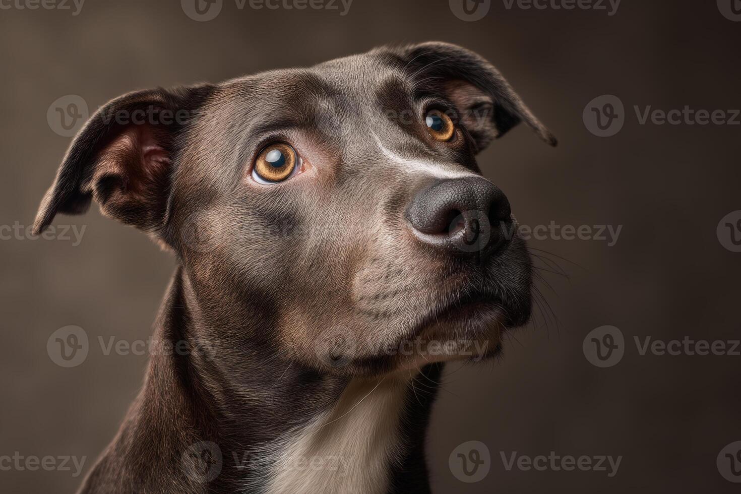 Brown dog with soulful eyes looking upwards, ears perked, showcasing a shiny, smooth coat under soft lighting, against a neutral backdrop. The dog's expression is curious and attentive photo