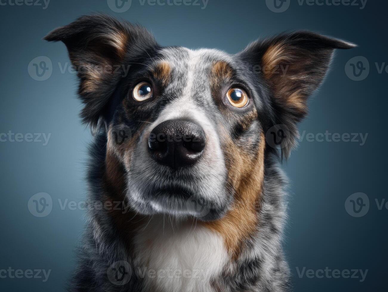 An attentive multicolored dog with striking eyes and perky ears gazes upward. Its fur features gray, brown, black, and white patches, creating a captivating pattern on the dog's face photo