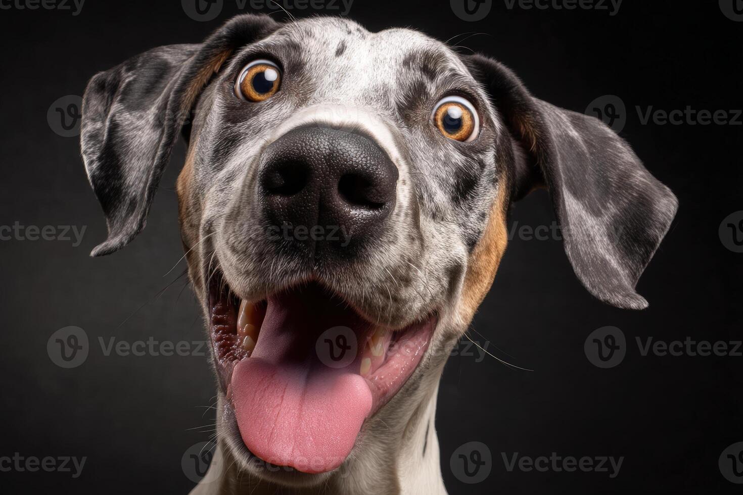 Happy dog with wide eyes and mouth open, displaying a playful and joyous expression. The dog has a mix of black, white, and brown fur, with its tongue sticking out exuberantly photo