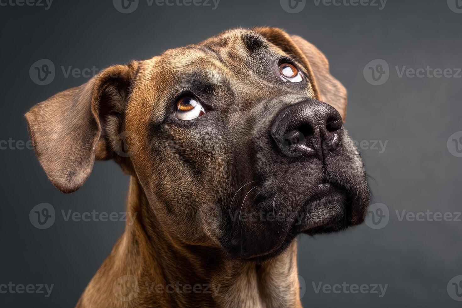 Brown dog gazing upward, showing a curious expression. The dog's glossy eyes and short fur are illuminated, highlighting the texture and warmth of its coat. Light grey background photo