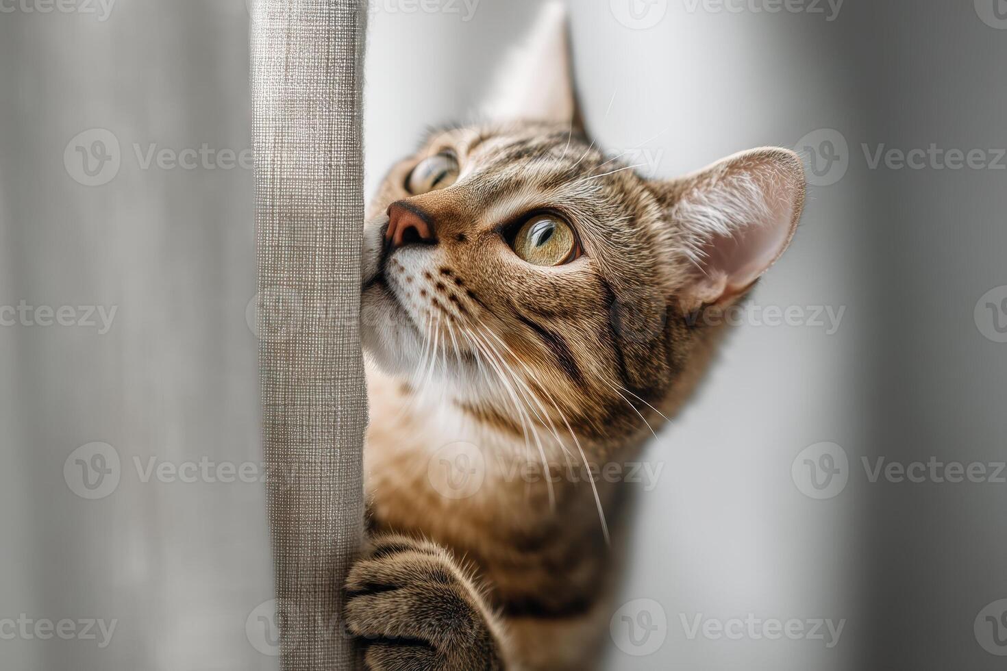 A curious tabby cat peeks around a curtain with wide, inquisitive eyes. Its fur is a blend of gray and brown stripes. The cat's paws gently grip the fabric as it looks intently photo