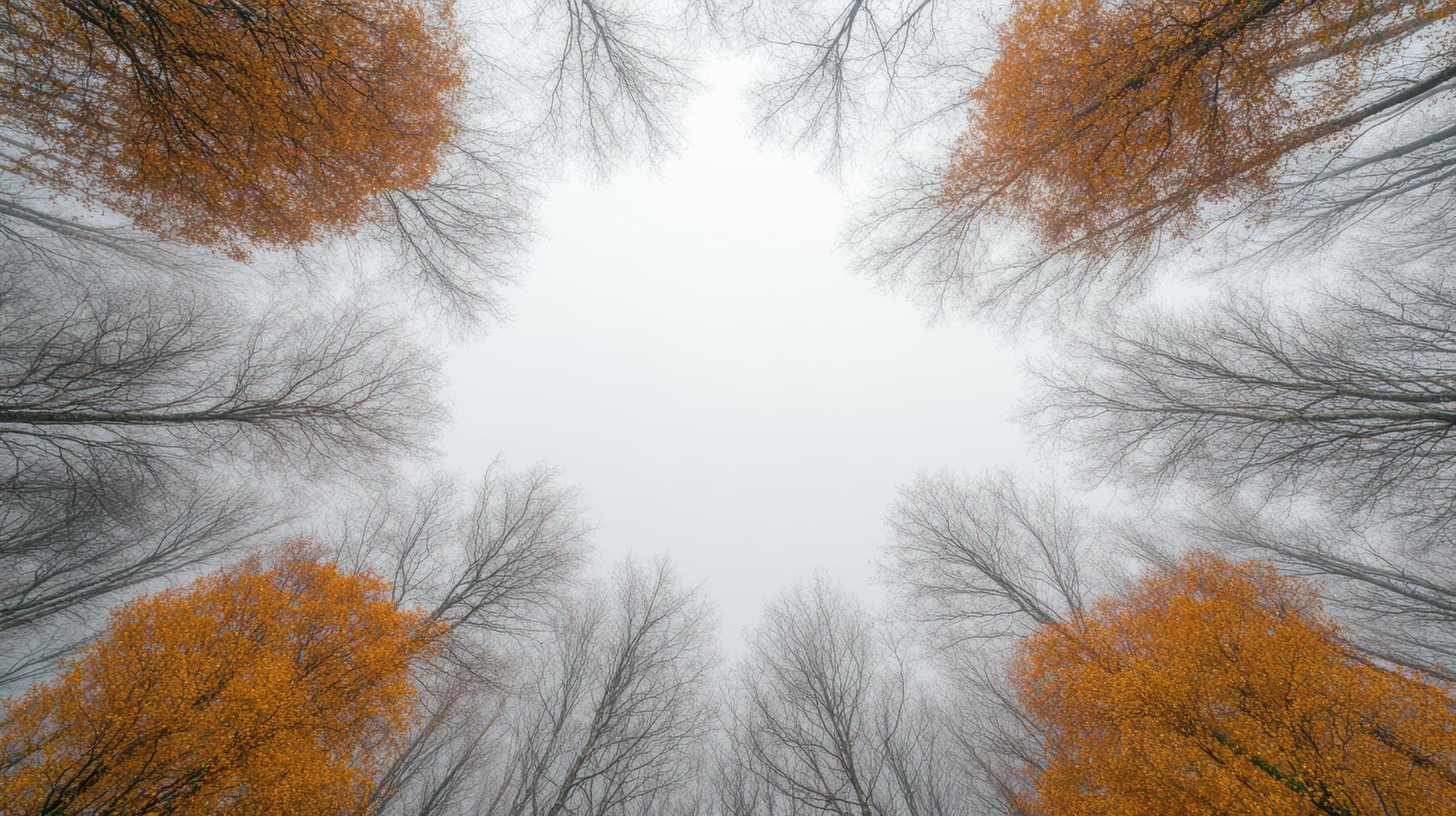 A view of trees in the fog with yellow leaves photo