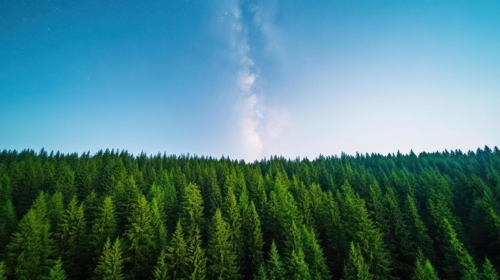 A forest with trees and a sky photo