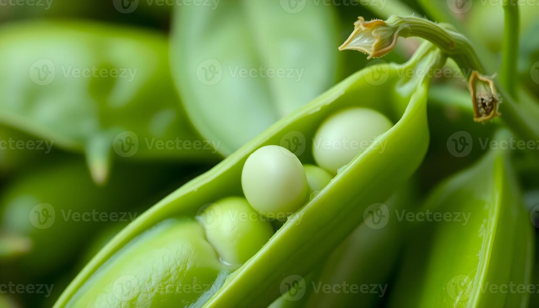 a close up view of a pea pod photo