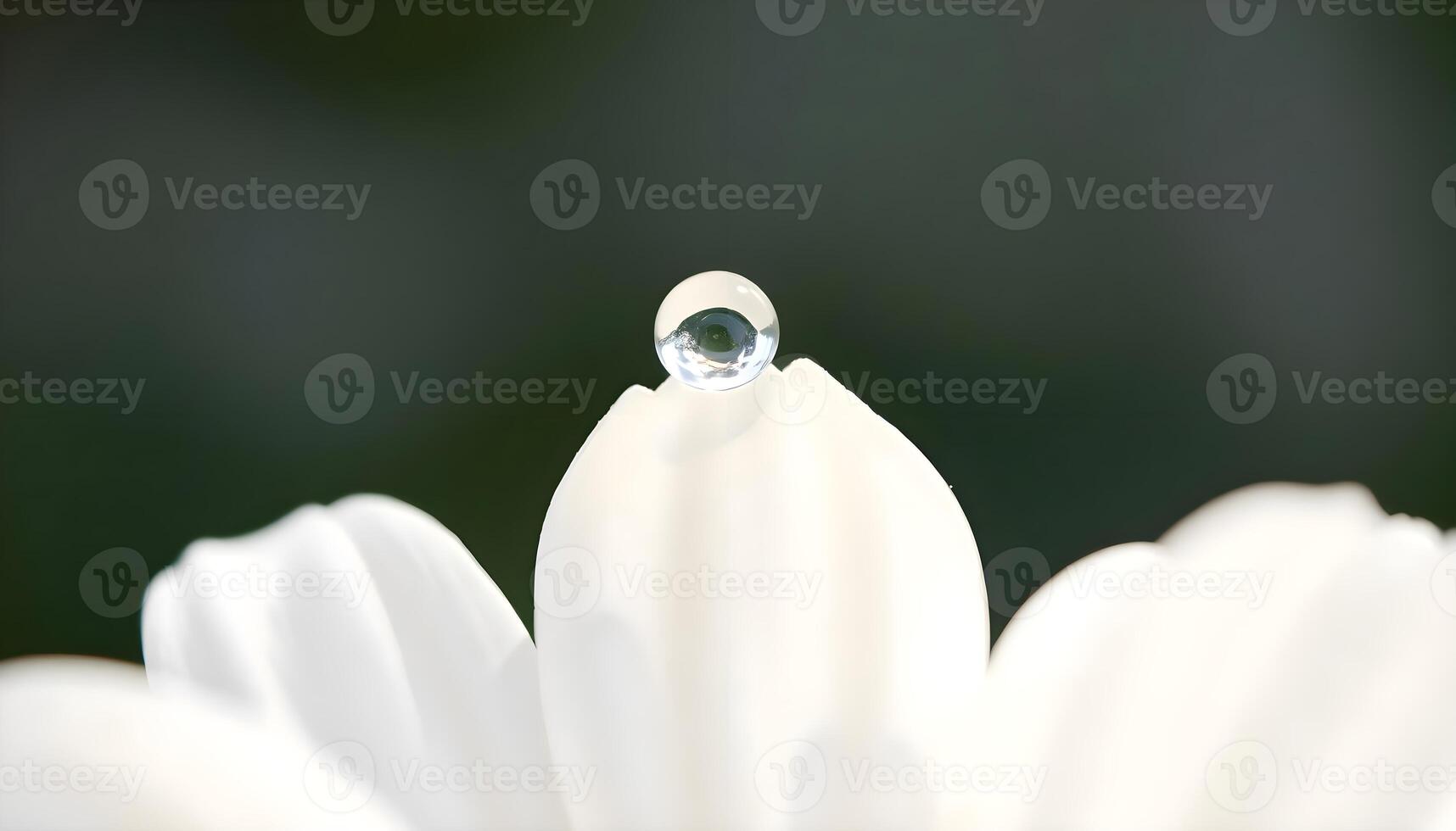 a close up of a white flower with a drop of water on it photo