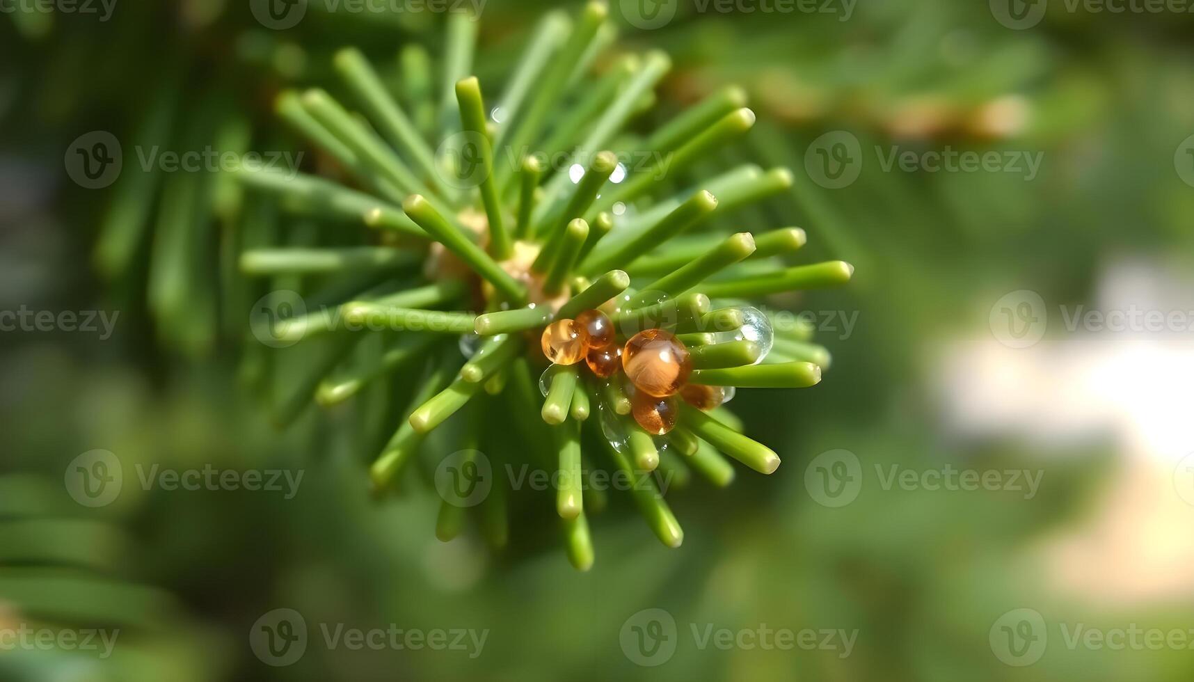 a close up of a pine tree branch with cones photo