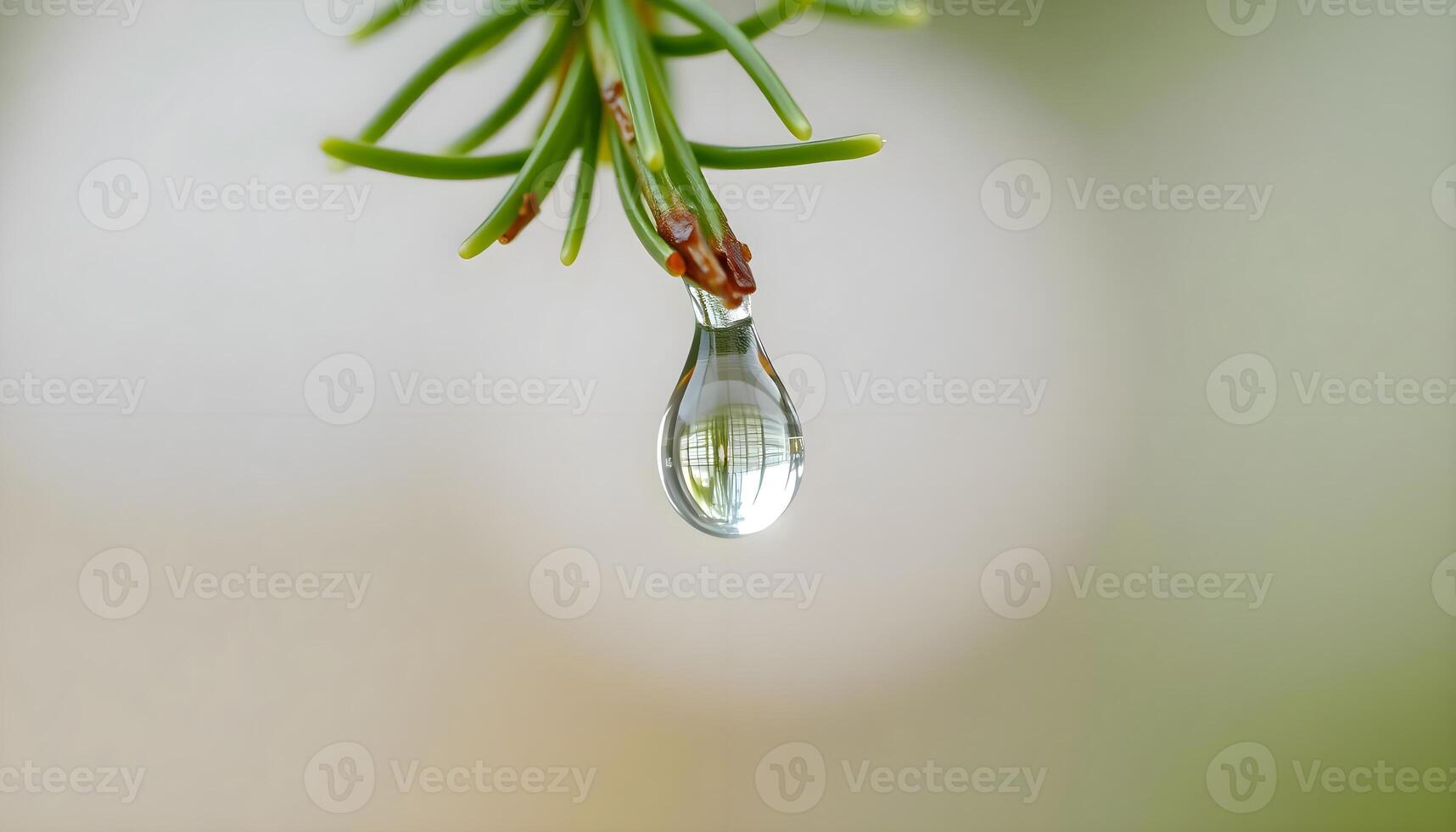 water hanging from a tree branch photo