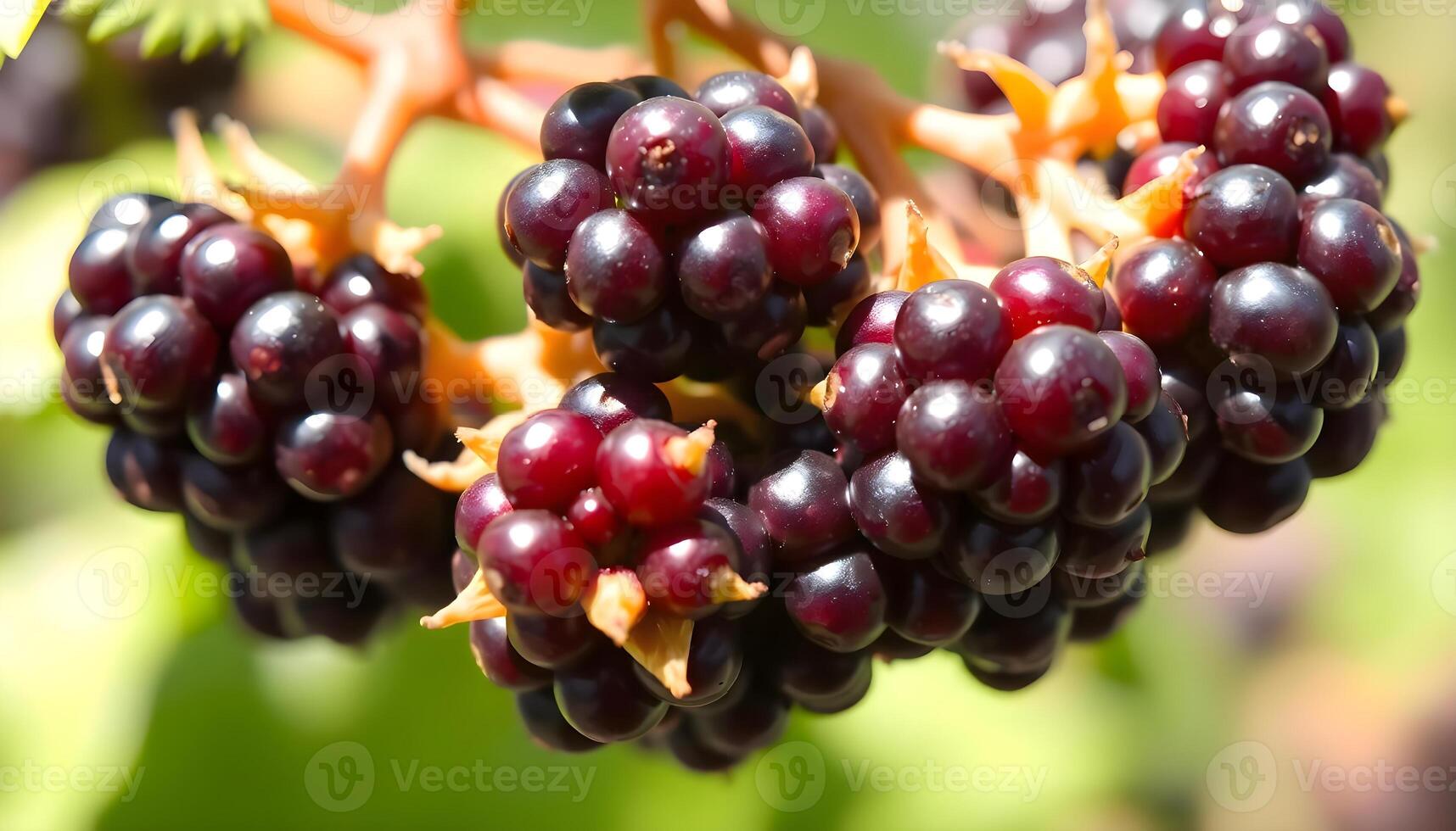a close up of a bunch of berries on a tree photo