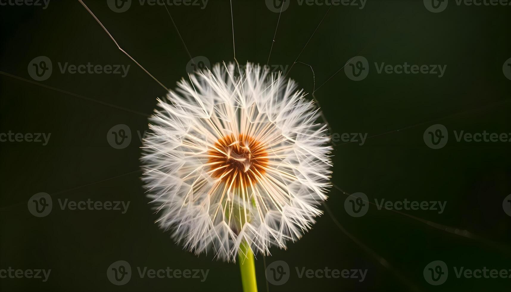 a close up of a dandelion with a dark background photo