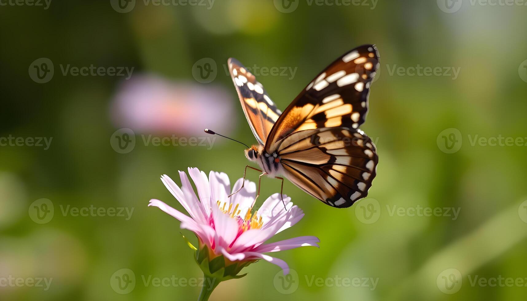a butterfly that is sitting on a flower photo