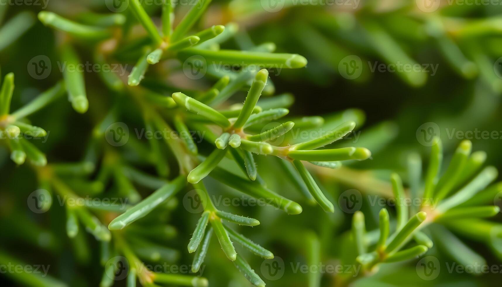 a close up of a tree branch with green needles photo