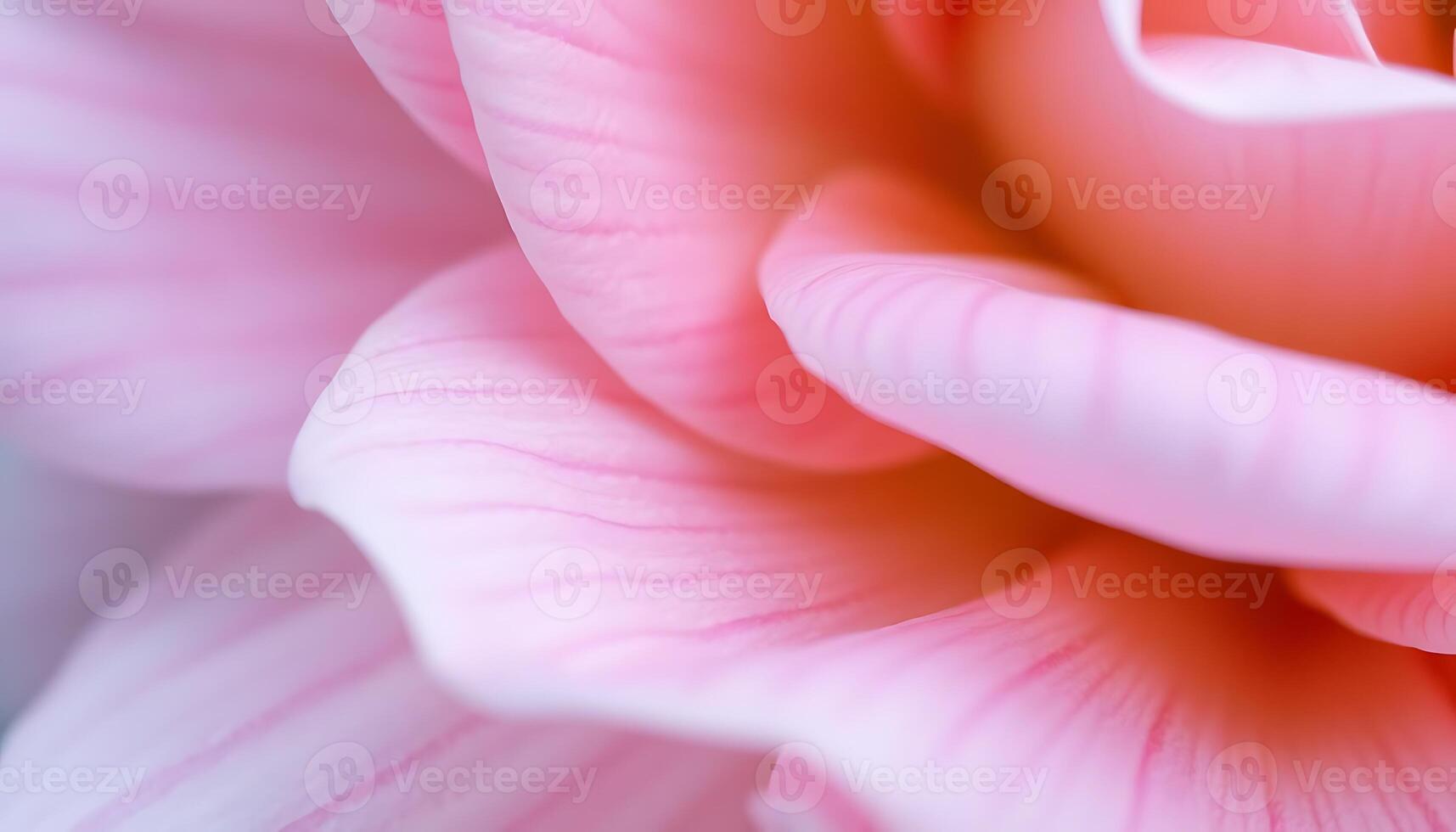view of a pink flower photo