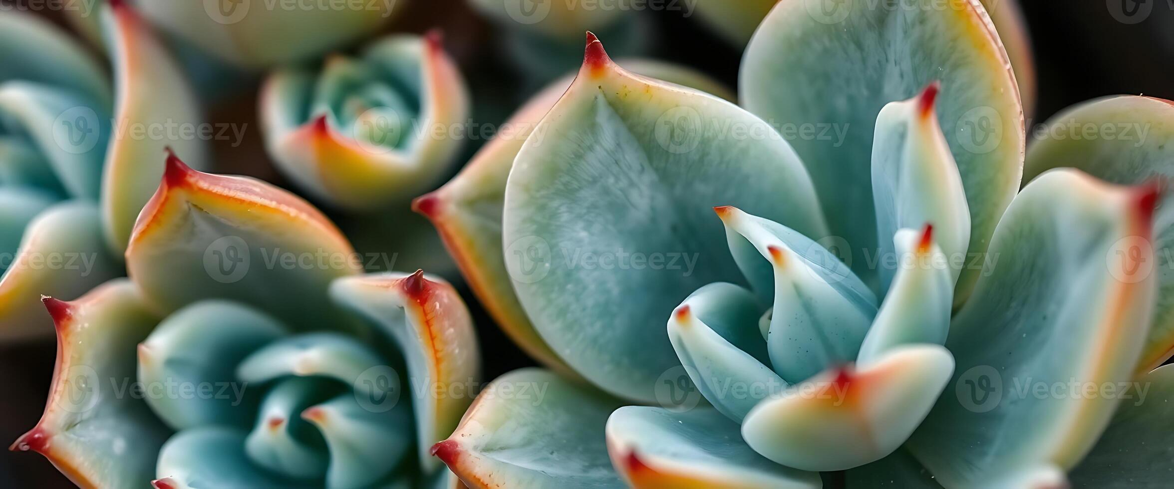 close up of a bunch of succulents photo