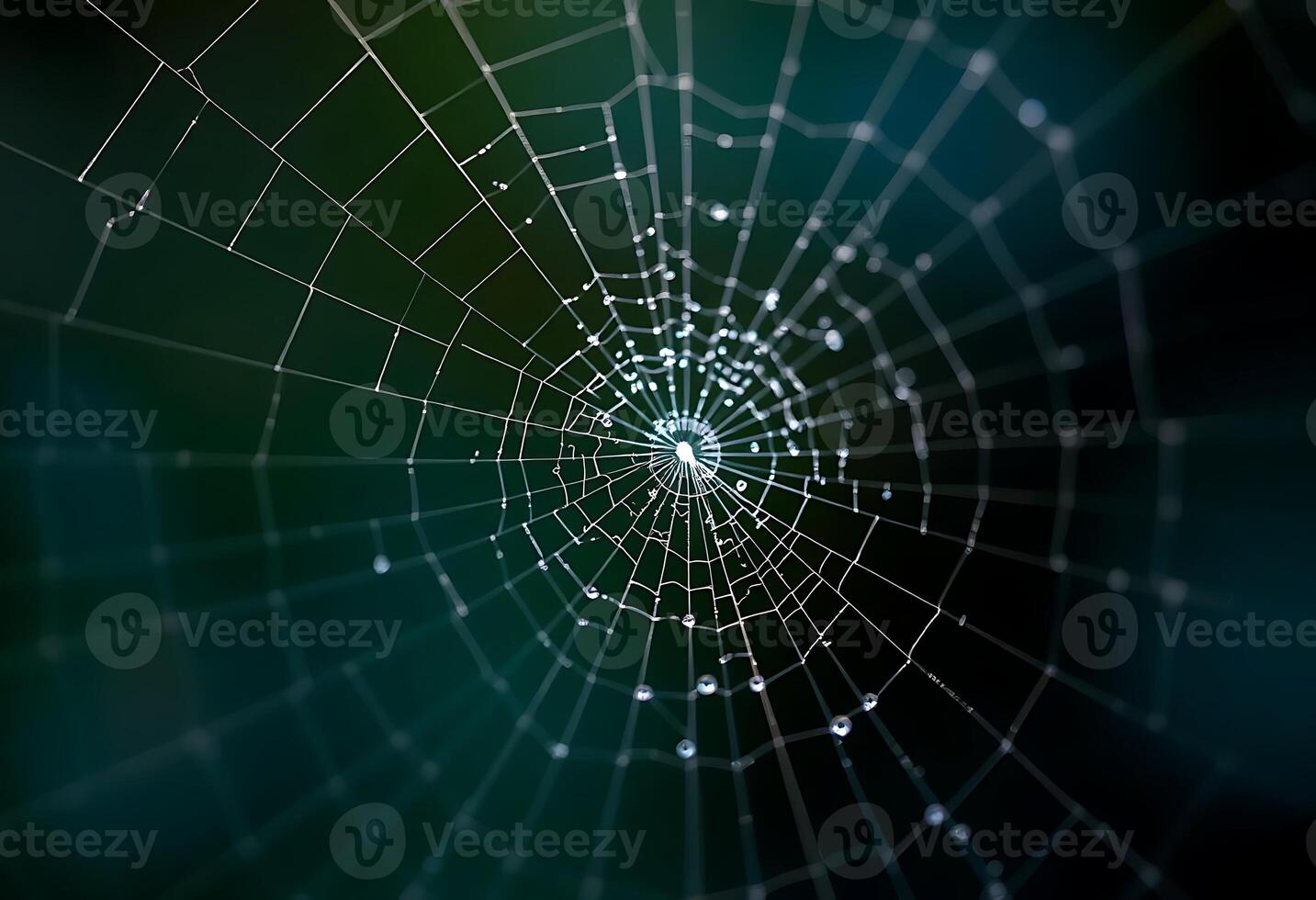 spider web with drops of water on it photo