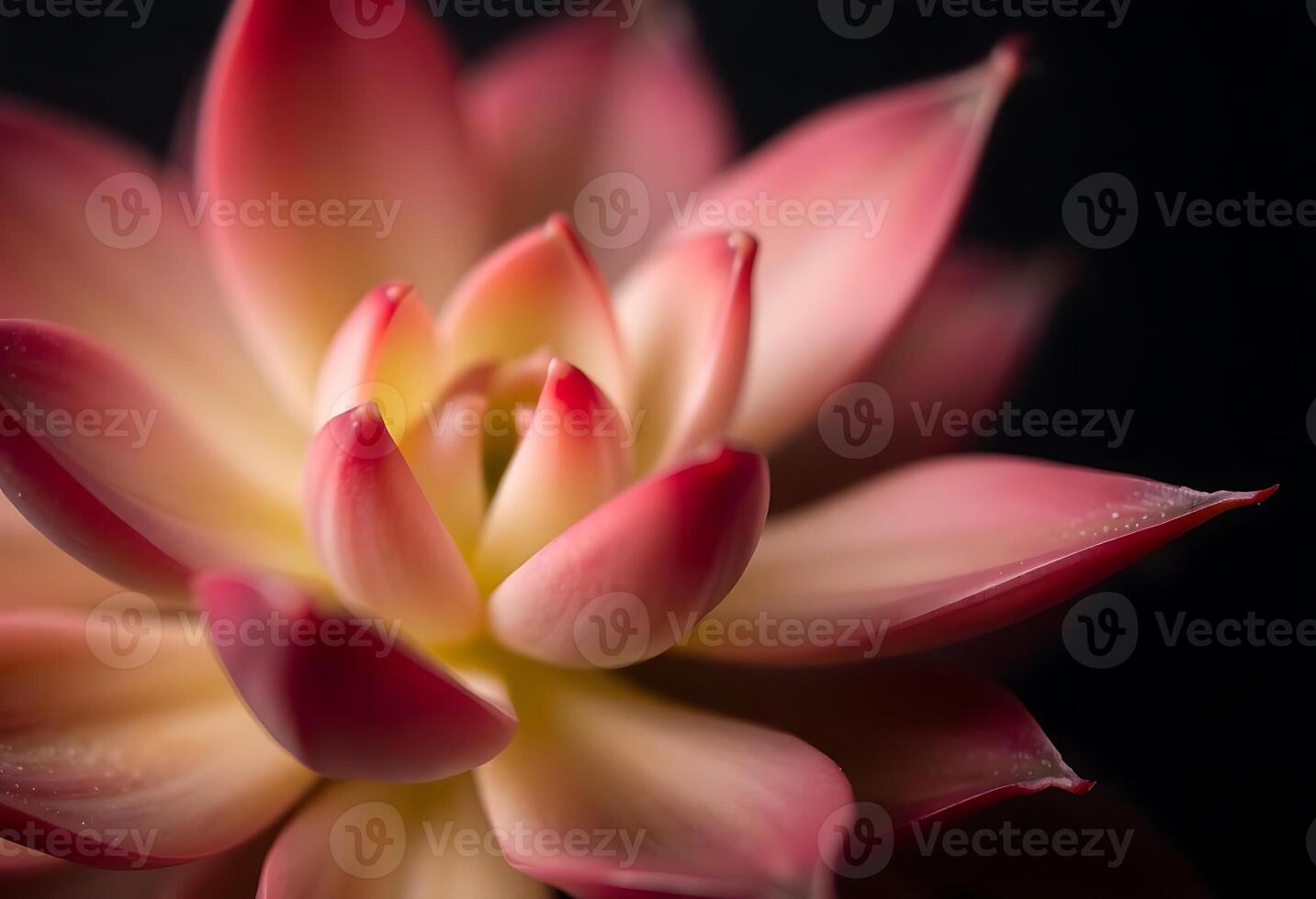 close up of a pink flower on a black background photo