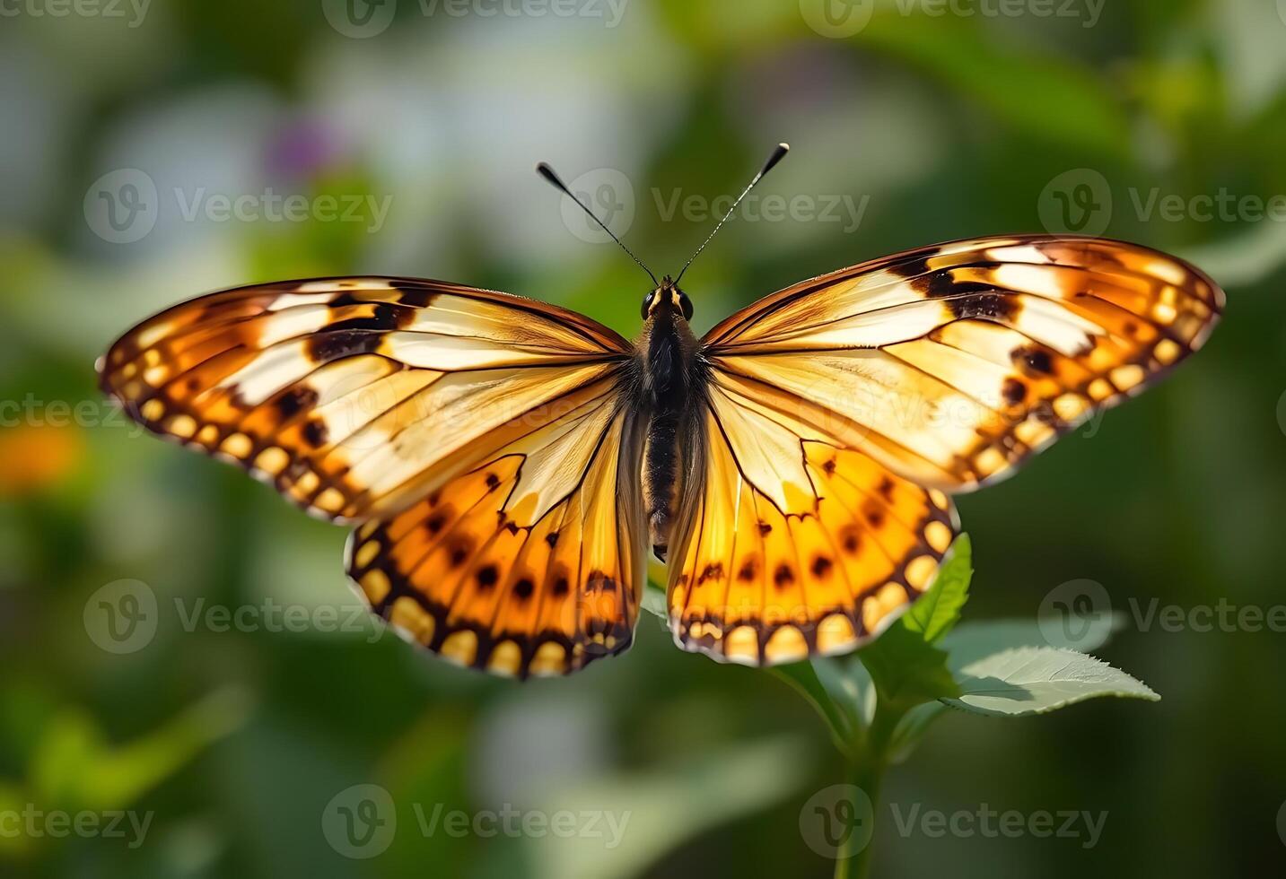 close up of a butterfly on a flower photo