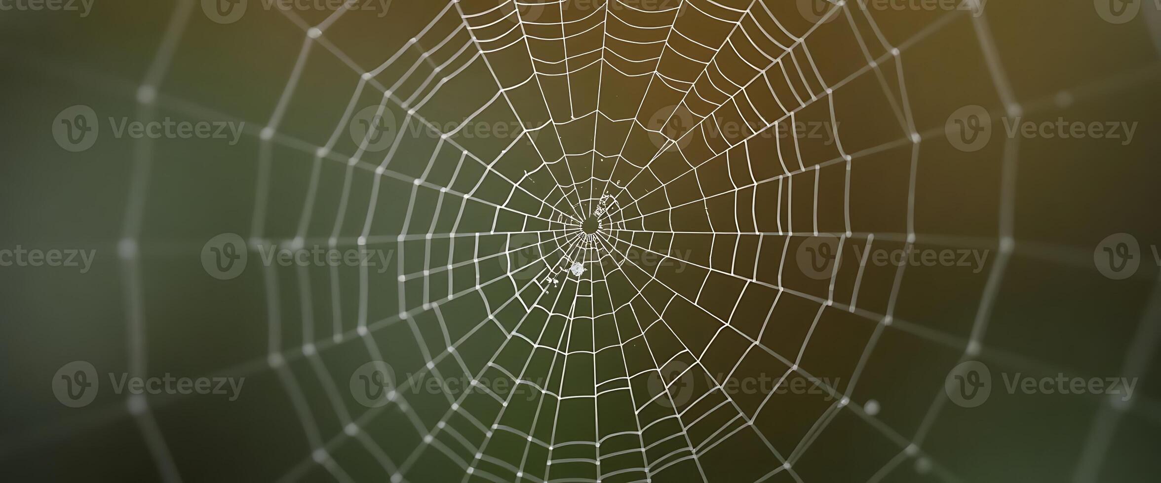 close up of a spider web with a blurry background photo