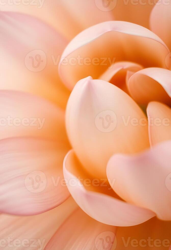 close up of a large pink flower photo