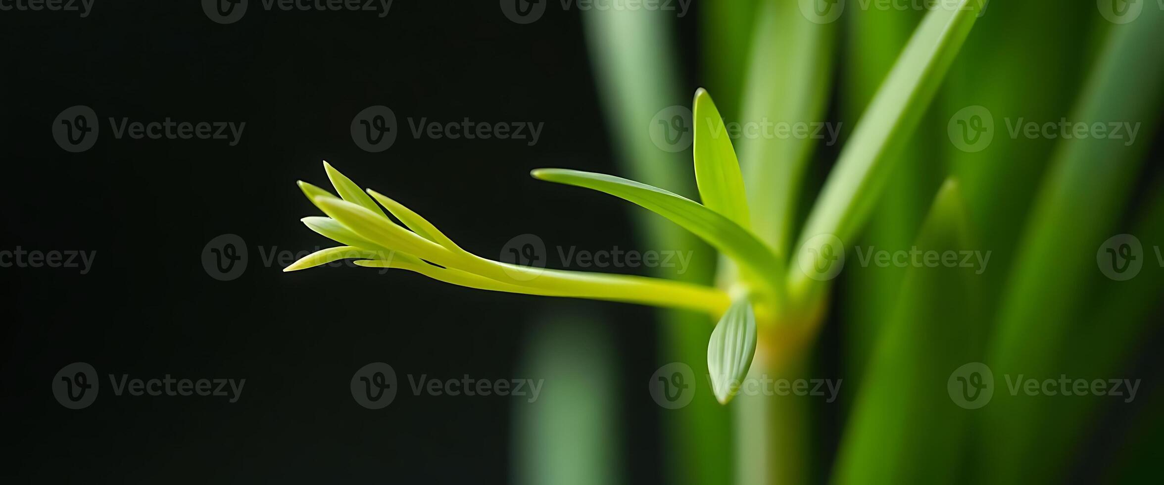 close up of a green plant with leaves photo
