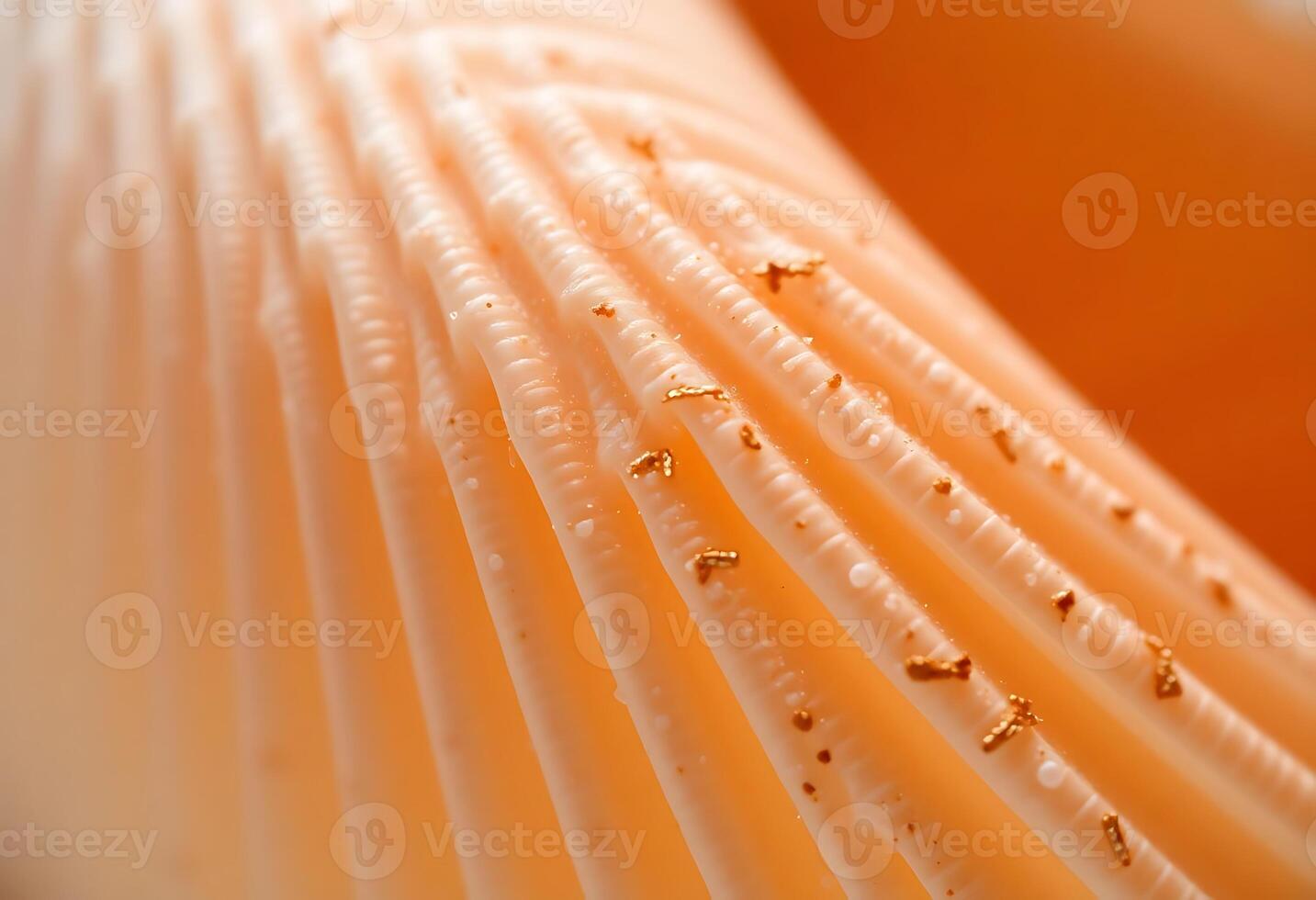 close up of a white paper with gold rivets photo