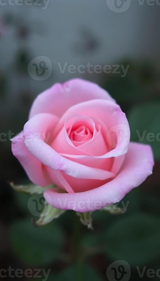 pink rose with green leaves in the background photo