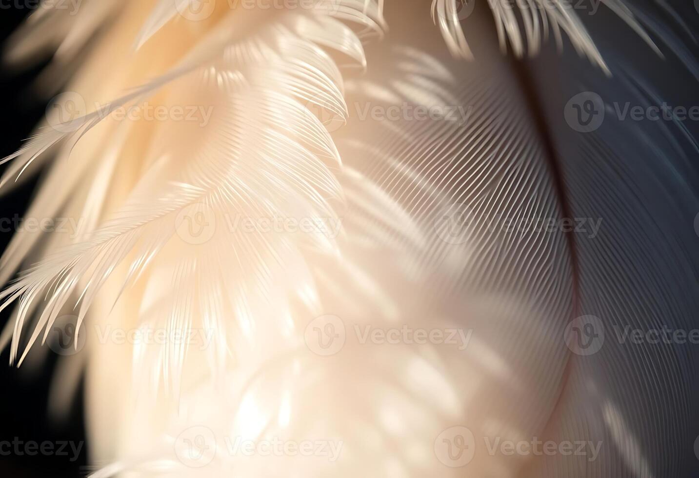 close up of a white feather on a black background photo