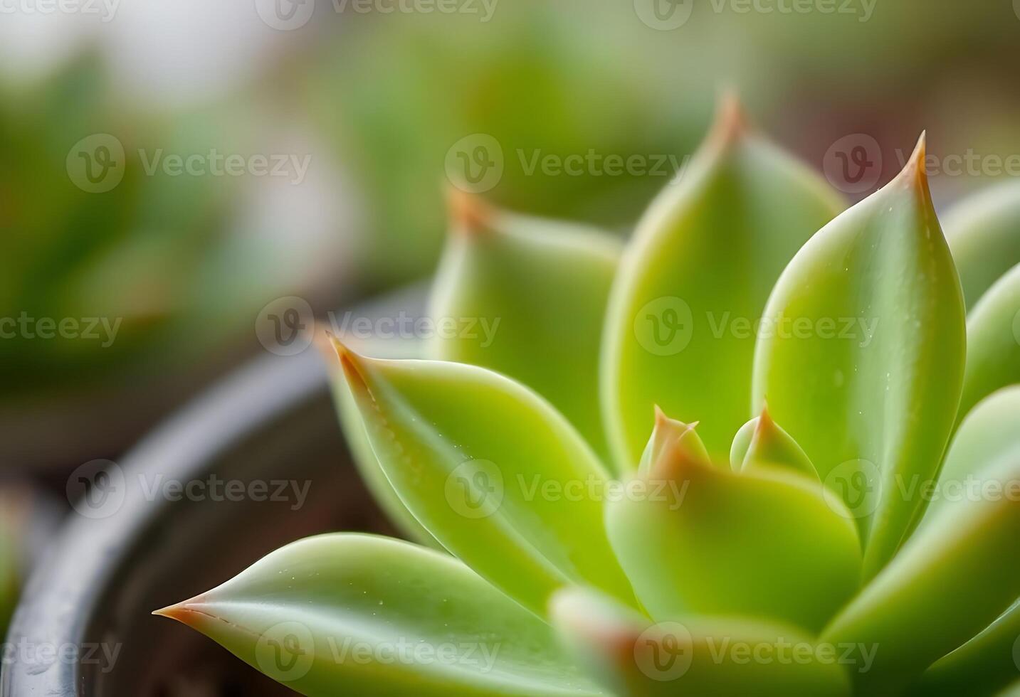 close up of a green plant in a pot photo