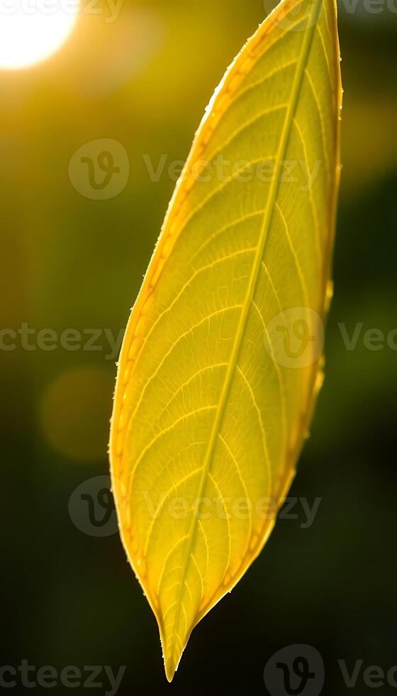close up of a leaf with the sun in the background photo