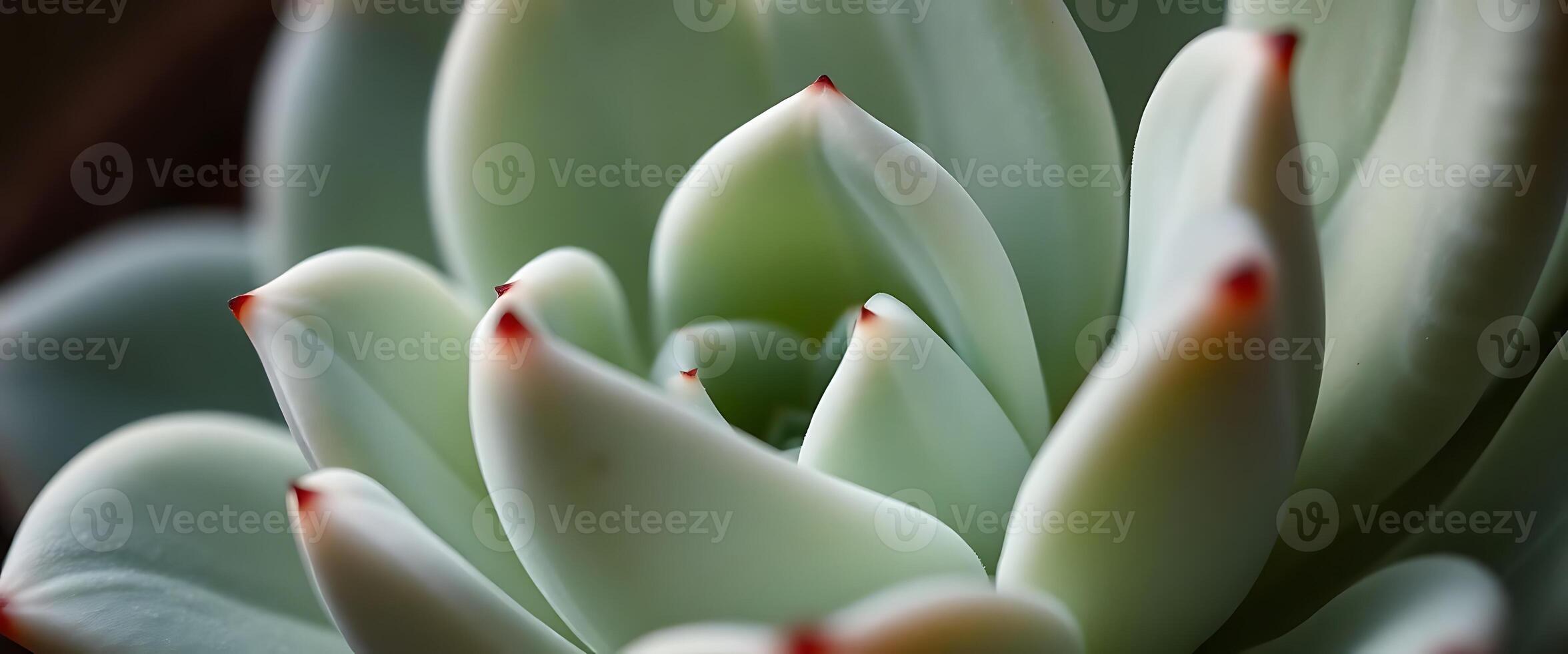close up of a plant with red tips photo