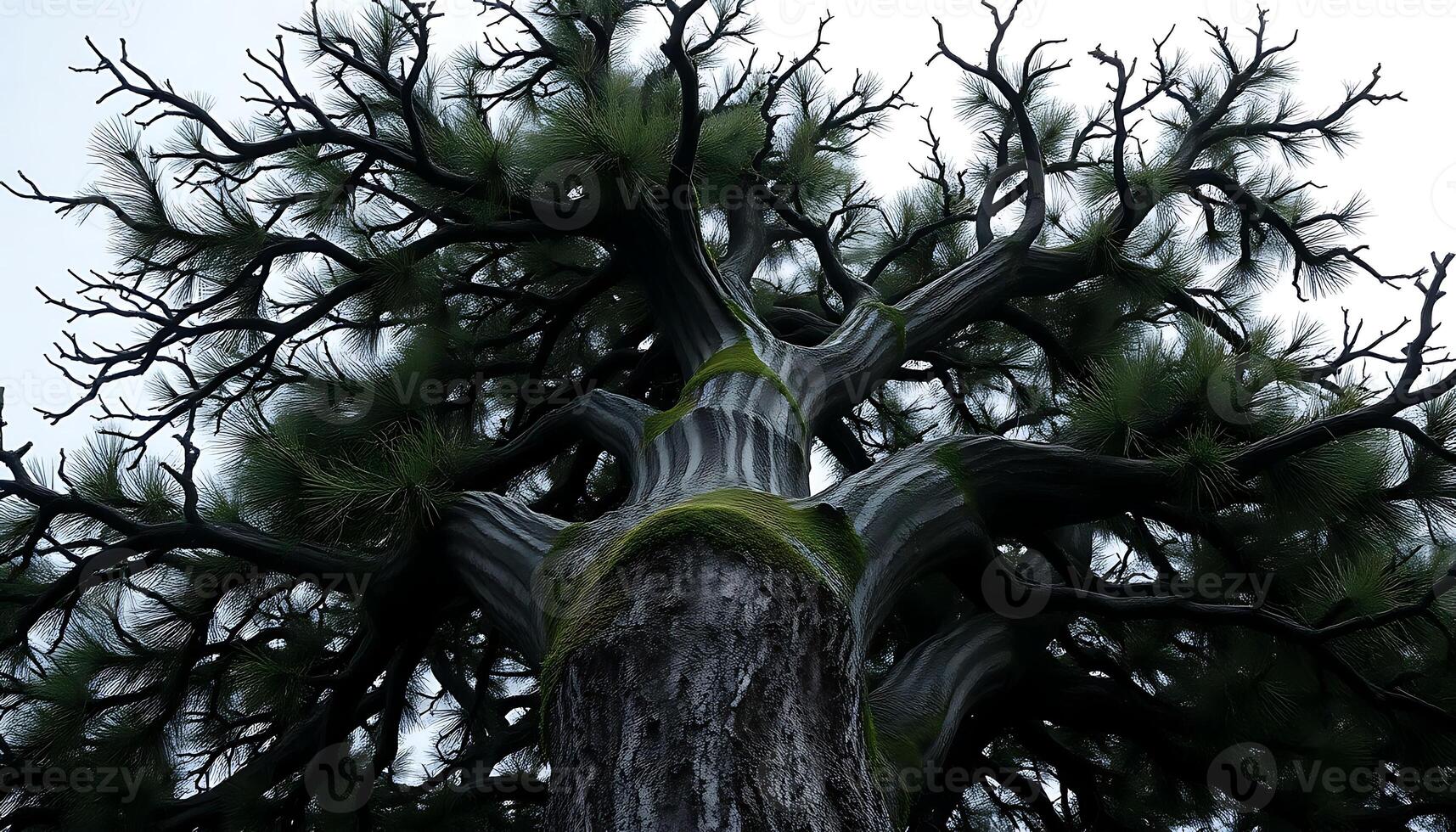 very tall tree with lots of branches photo