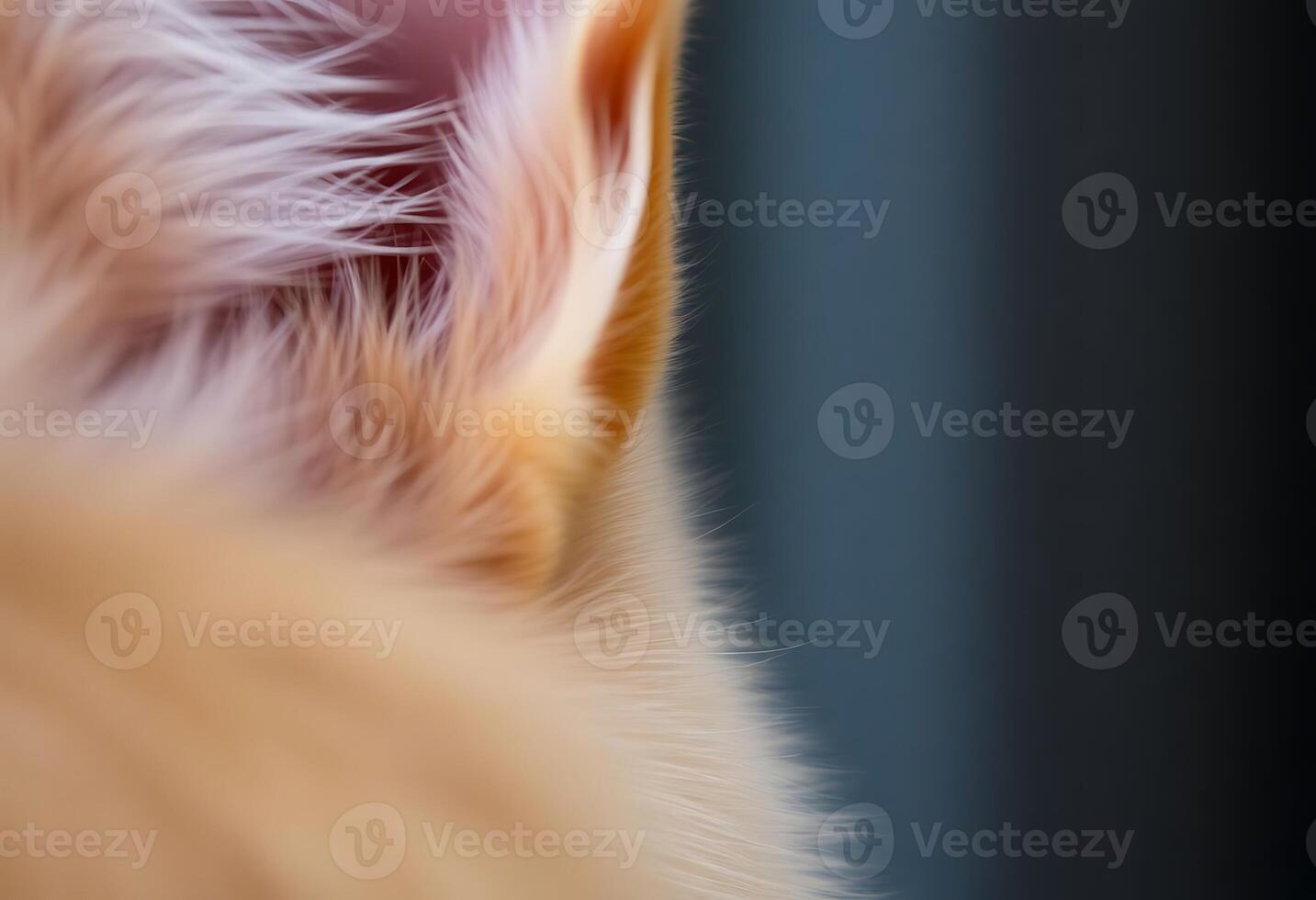 close up of a cat's head with a blurry background photo