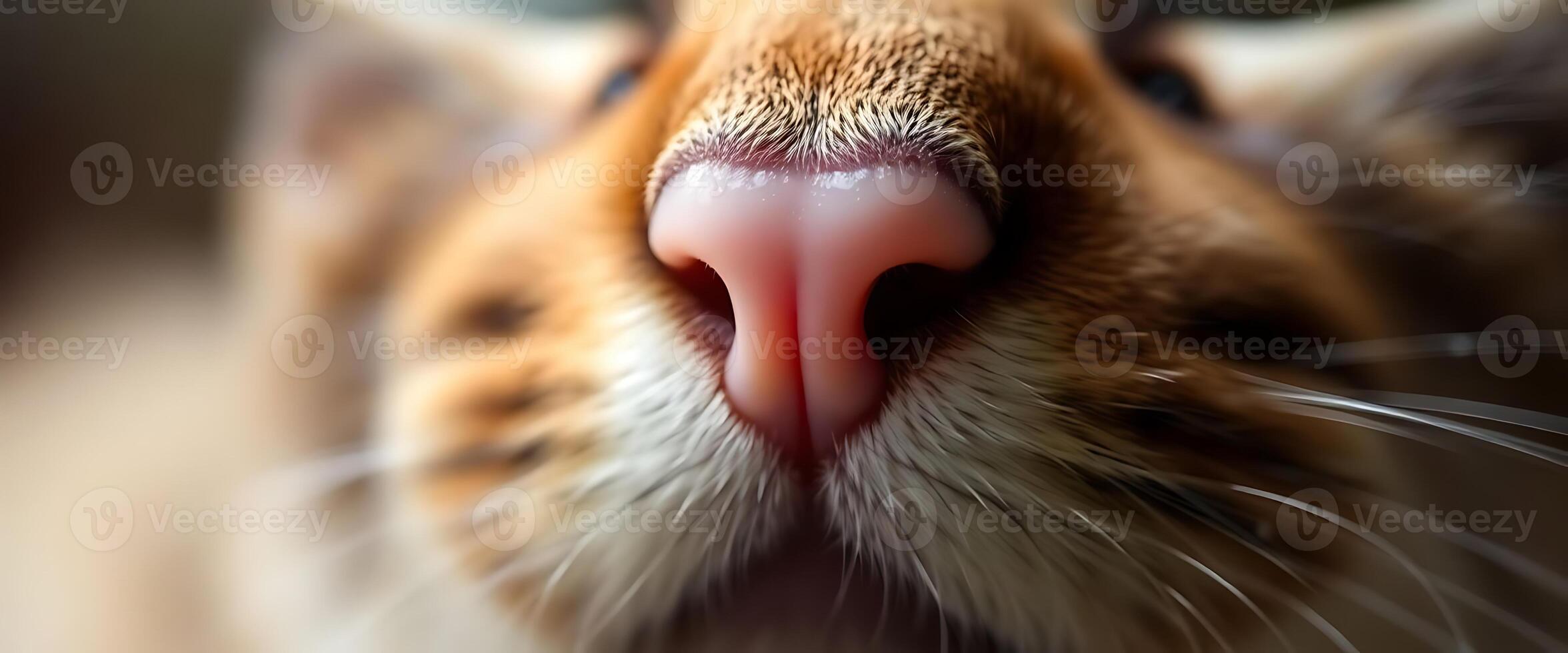 close up of a cat's nose with its tongue out photo