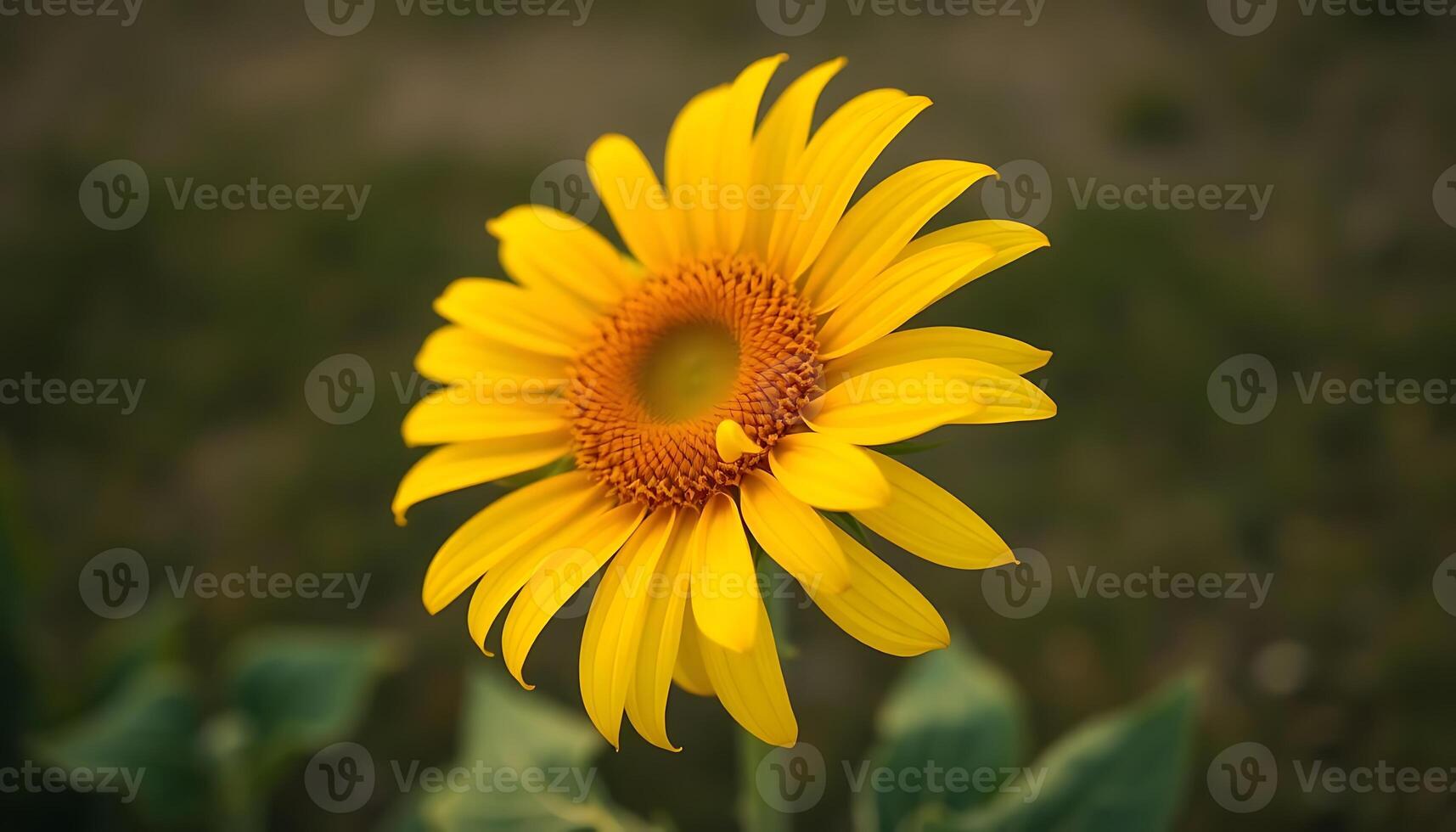 yellow sunflower with a green background photo