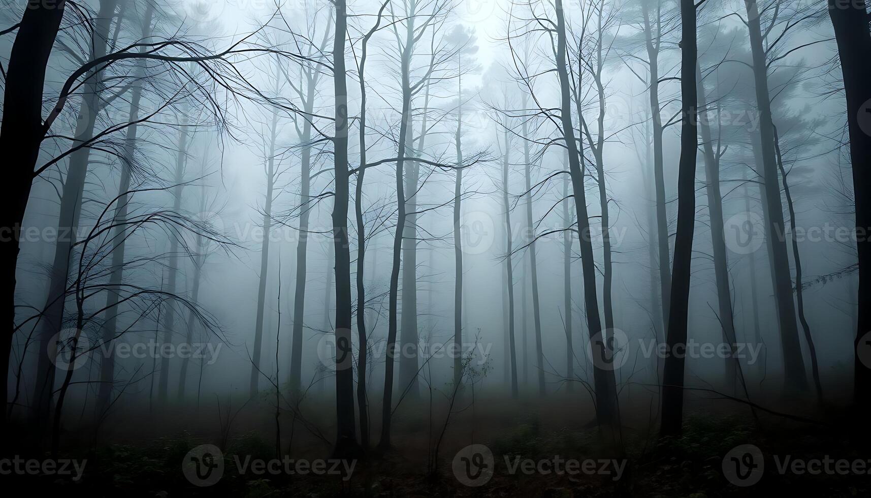 foggy forest filled with lots of trees photo