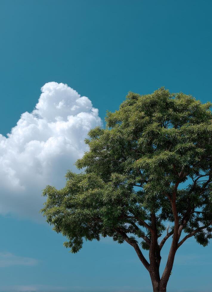 Majestic tree against a clear sky nature scene bright environment wide view tranquility concept photo